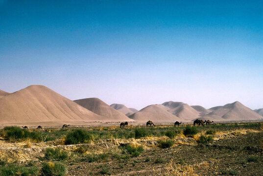 Grazing Camels in Afghanistan