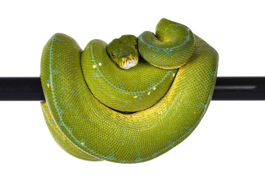 Adult Green Tree Python aka Morelia viridis hanging over black pole, typical pose with head in the middle. Isolated cutout on transparent background.