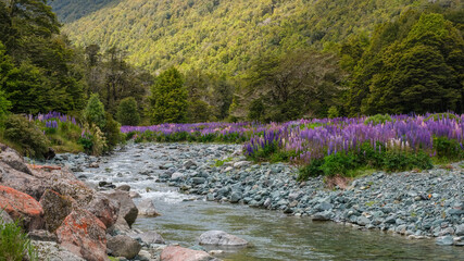 Colourful lupins lining the banks at Cascade Creek near Lake Gunn in the South Island of New Zealand
