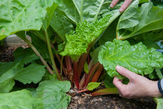 Hands of gardener touching leaves of growing rhubarb, Halifax, Nova Scotia, Canada