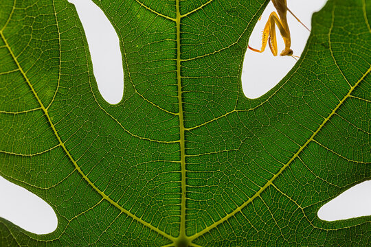 Praying mantis peering out leaf of fig tree in Villafafila Natural Park, Zamora, Castile and Leon, Spain