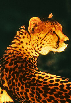 Cheetah looking over her shoulder into the sun at Fossil Rim near Glen Rose, Texas.