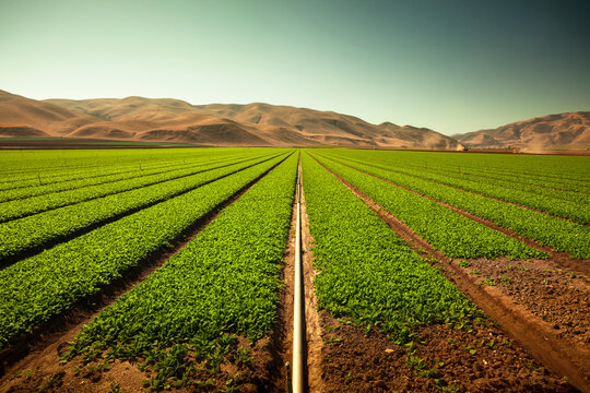 A green row lettuce field in the Salinas Valley, California USA.