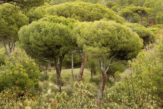 Forest thick stone pine (Pinus pinea) in Valdemaqueda. Sierra west of Madrid