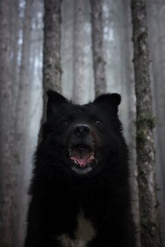 Portrait image of Hungarian Sheepdog in the the misty forest