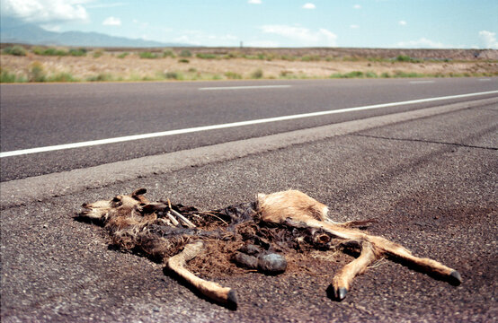 carcass, death, roadkill, deer