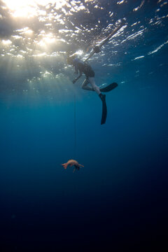 Under water view of a free diver pulling  in a recently speared fish in Costa Rica.