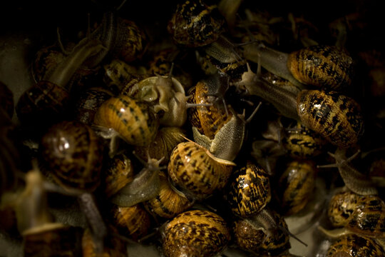 Wild snails in a home kitchen in Prado del Rey village, Cadiz province, Andalusia, Spain.