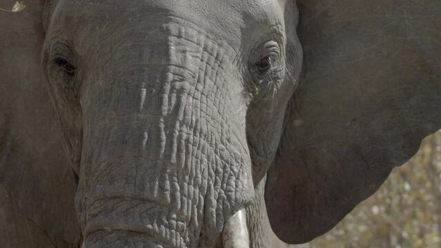Elephant close-up 
