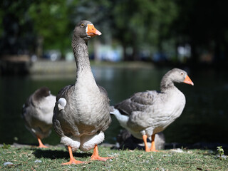 Front view of a grey domestic goose standing upright by a lake on a bright sunny day, with two other geese in the background © Benjamin Crone