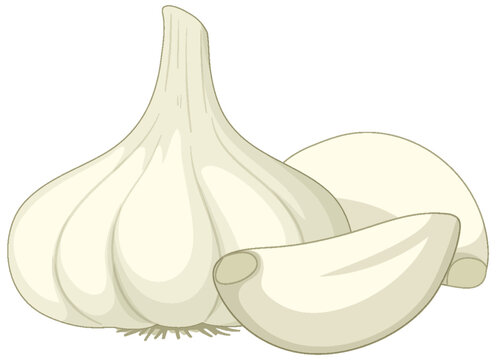 Garlic in cartoon style isolated