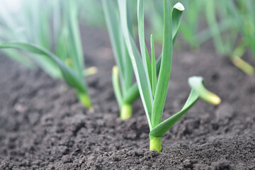 Garden bed with young garlic. Spring planting on the farm.