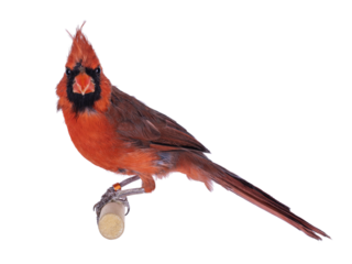 Male Northern Cardinal aka Cardinalis cardinalis bird, sitting on wooden stick. Isolated cutout on transparent background.