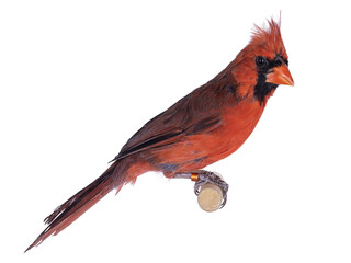 Male Northern Cardinal aka Cardinalis cardinalis bird, sitting on wooden stick. Isolated cutout on transparent background.