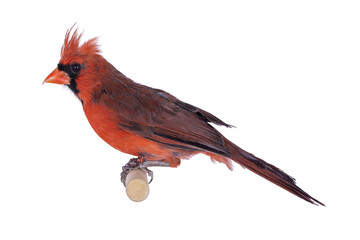Male Northern Cardinal aka Cardinalis cardinalis bird, sitting on wooden stick. Isolated cutout on transparent background.