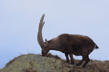 Alpine ibex, adult male ( Capra ibex ) 