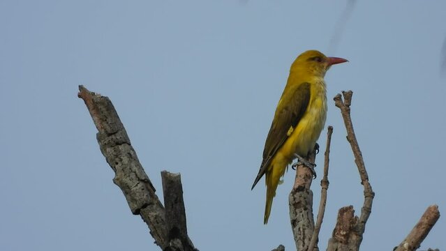 Beautiful golden oriole in tree waiting for food .