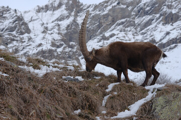 Alpine ibex, adult male ( Capra ibex ) 