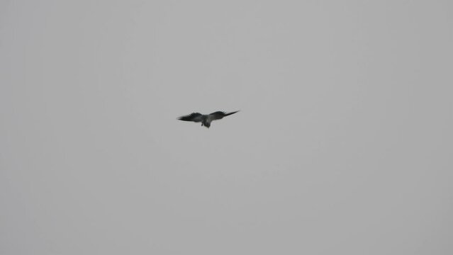 Beautiful black winged kite in sky.