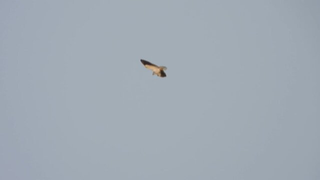 Black-winged kite in sky hunting for pry.