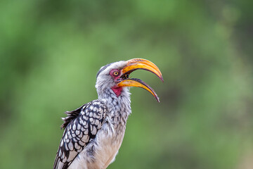 Southern yellow billed hornbill eating berries © Tyrone