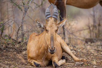 Young Red Hartebeest lying down