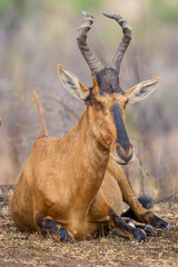Red Hartebeest resting during midday sun