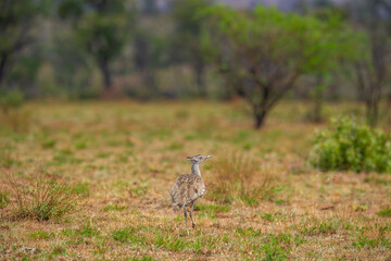 Kori bustard in the african bush