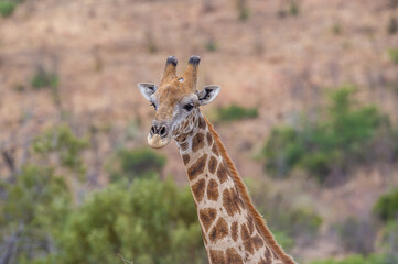 A giraffe in the African bush
