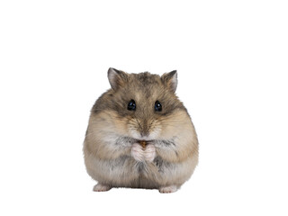 Cute adult brown hamster sitting on hind paws, holding and eating a flourworm in paws. Isolated cutout on a transparent background. - obrazy, fototapety, plakaty