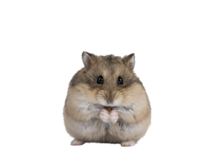Cute adult brown hamster sitting on hind paws, holding and eating a flourworm in paws. Isolated cutout on a transparent background.