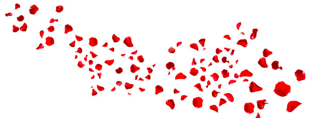 Garland of floating red rose petals isolated on white. Background concept for love greetings on valentines day and mothers day. Space for text.  - obrazy, fototapety, plakaty