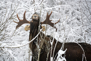 Close up of a bull moose with a head up with huge antlers eating branches in winter forest in the...