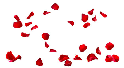 Floating red rose petal isolated on white. Background concept for love greetings on valentines day...