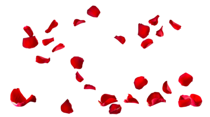 Floating red rose petal isolated on white. Background concept for love greetings on valentines day and mothers day. Space for text.  