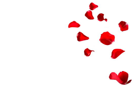 Floating red rose petals isolated on white. Background concept for love greetings on valentines day and mothers day. Space for text. 