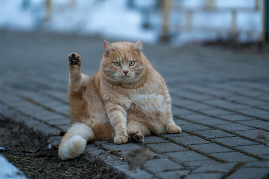 Big cute fluffy fat street male red tabby cat is sitting on tiles in funny pose with upturned hind paw and blurred background