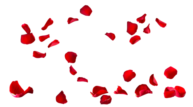 Floating red rose petal isolated on white. Background concept for love greetings on valentines day and mothers day. Space for text.  
