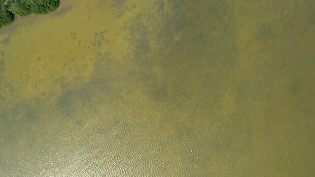 aerial drone shot of the limits of the mangrove swamp and the human settlement of chelem in yucatan mexico