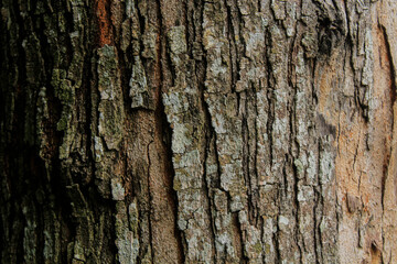 Obraz premium This is the bark of an esar tree in one of the forests in Aceh, Indonesia