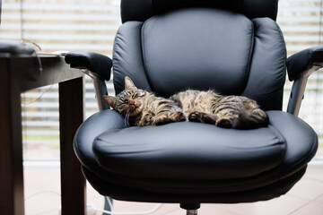 a big gray tiger domestic cat lies relaxed on a big executive chair in an office