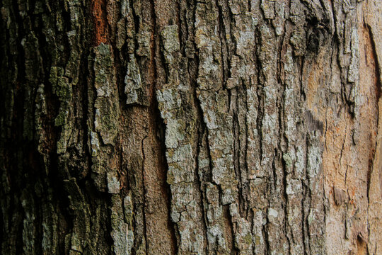 This is the bark of an esar tree in one of the forests in Aceh, Indonesia