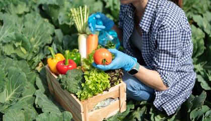 Farmer woman holding wooden box full of fresh raw vegetables. Basket with fresh organic vegetable  and peppers in the hands.