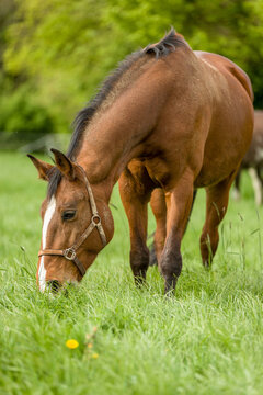 A grazing brown horse on fresh green meadow