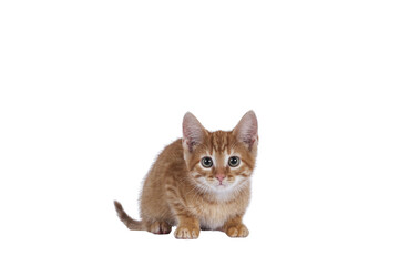 Cute little red house cat, laying down. Looking curious towards camera. Isolated cutout on a...