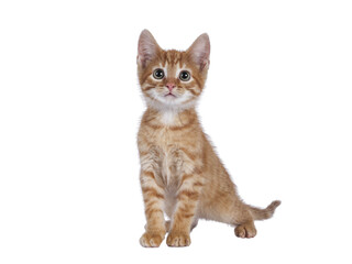 Cute little red house cat, standing facing front. Looking curious up above the camera. Isolated cutout on a transparent background. © Nynke