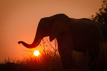 African bush elephant (Loxodonta africana) silhouetted against a setting sun. Mashatu, Northern Tuli Game Reserve. Botswana