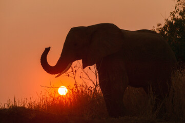 African bush elephant (Loxodonta africana) silhouetted against a setting sun. Mashatu, Northern Tuli Game Reserve. Botswana