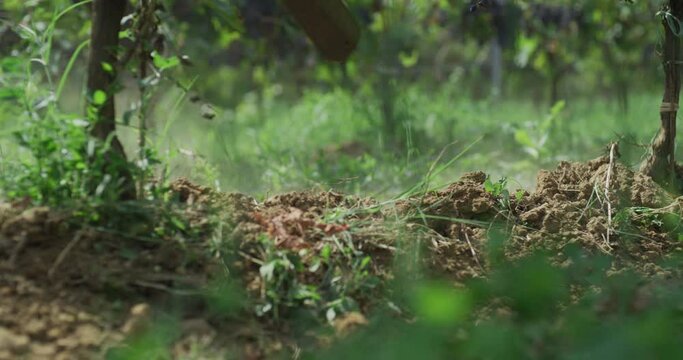  Tracteur dans les vignes