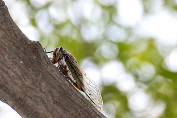 セミ　夏のイメージ